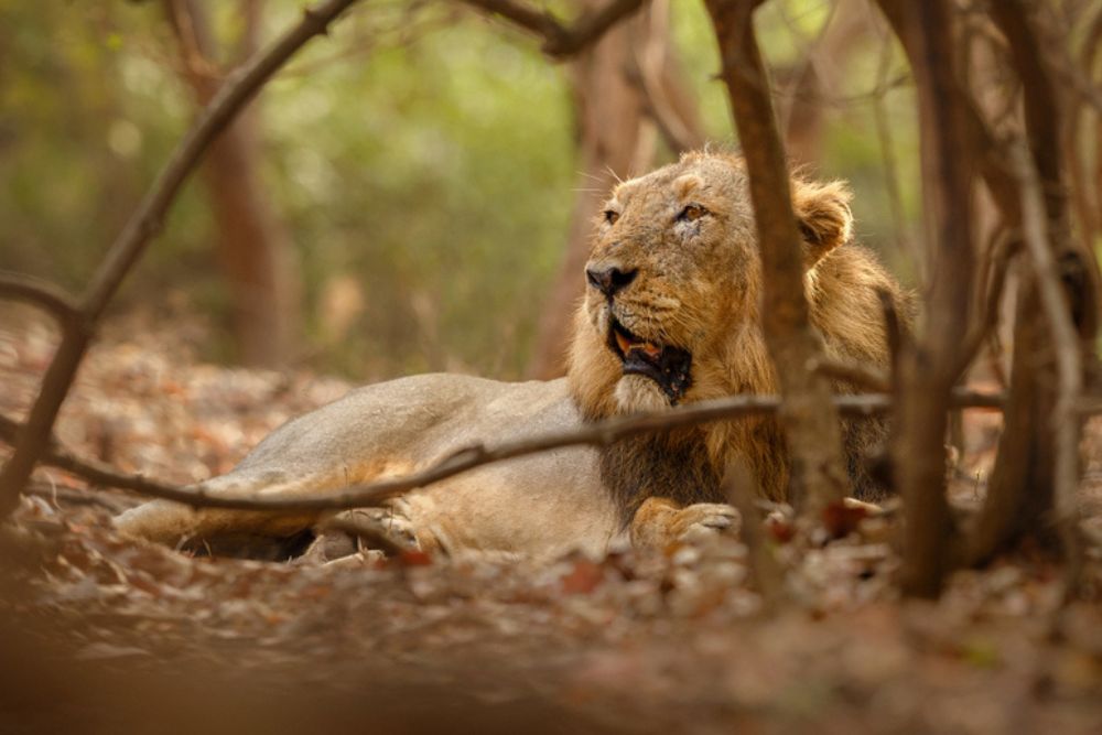 How To Spot Asiatic Lions In Gir National Park