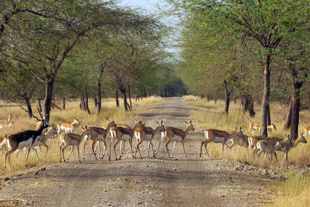 Best Things to Do in Gir Forest National Park