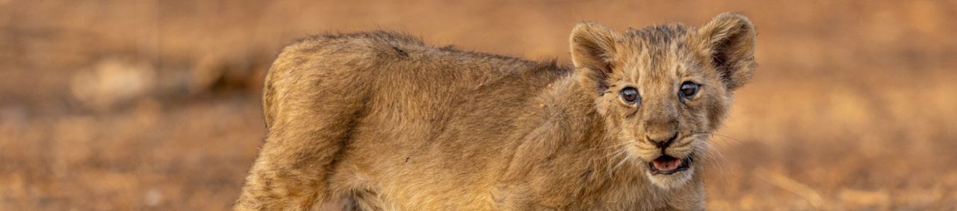 How to Plan Gir National Park Trip