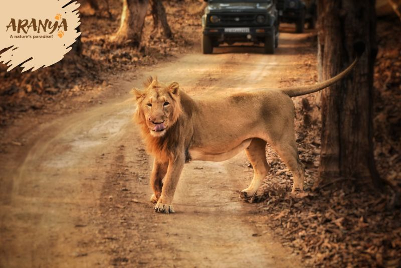 How To Spot Asiatic Lions In Gir National Park