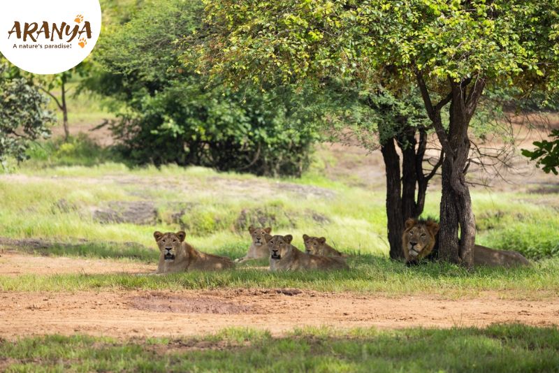 How to Plan Gir National Park Trip?