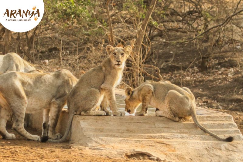Best Time to Visit Sasan Gir