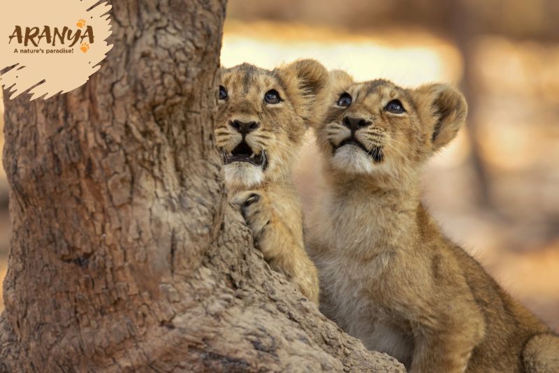 Top 10 Reasons Why You Must Visit Gir National Park