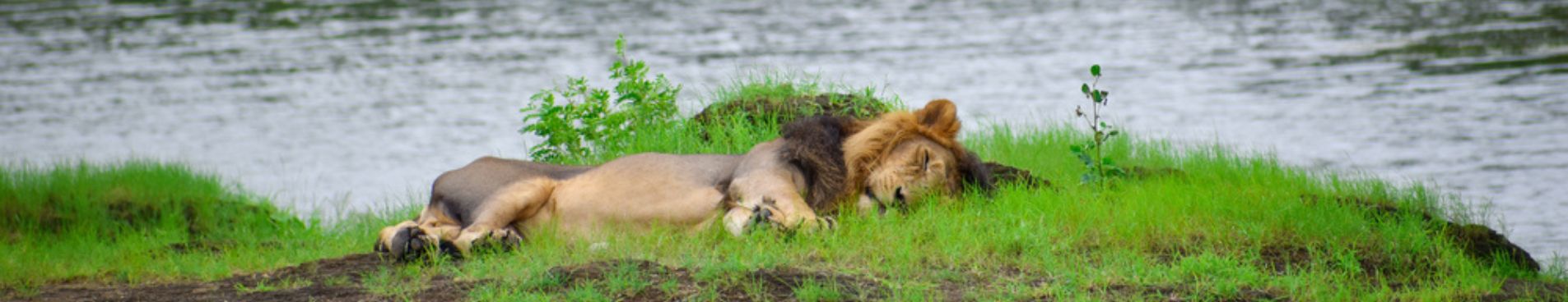 Top 10 Reasons Why You Must Visit Gir National Park