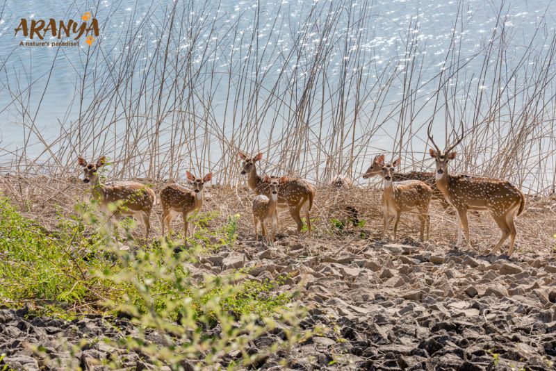 Top Tourist Attractions at Gir National Park