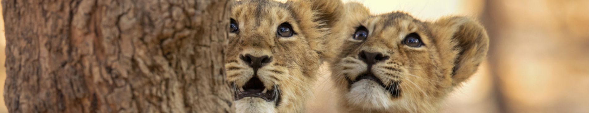 Top Tourist Attractions at Gir National Park