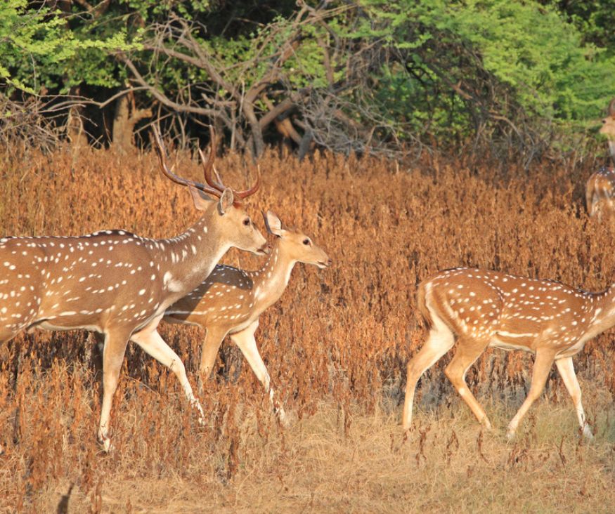 Resort in Sasan Gir: Key Things to Check Before You Book Your Stay