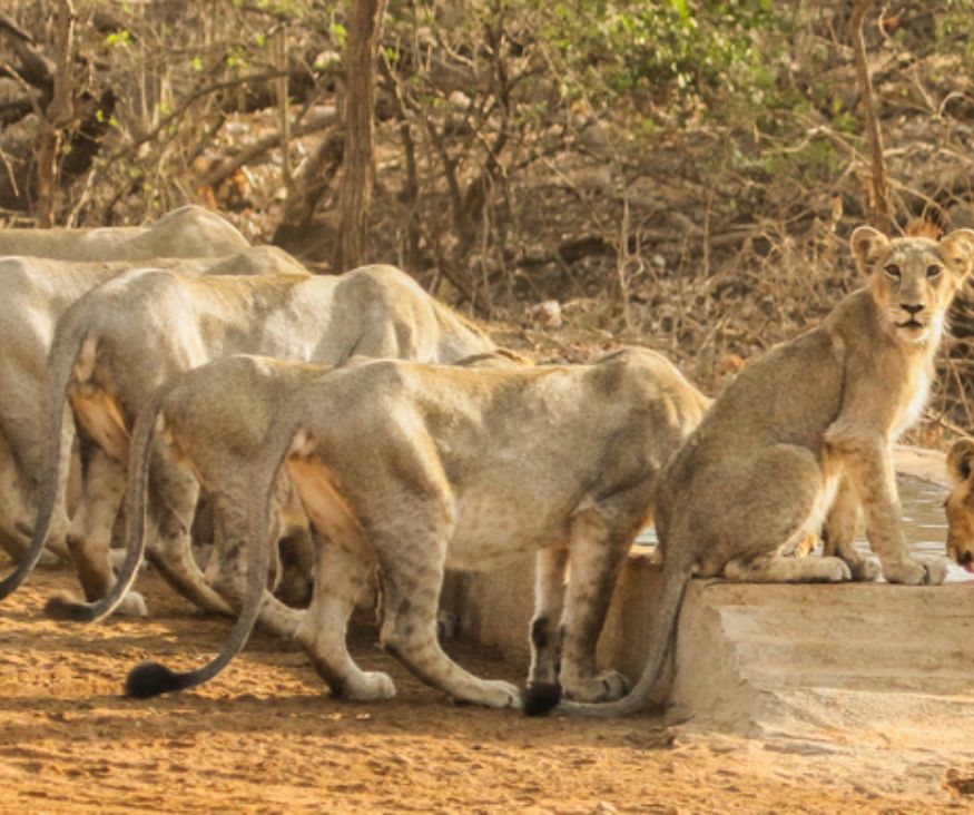 Where to Stay in Sasan Gir Best Gir Lion Resort for Family & Seniors