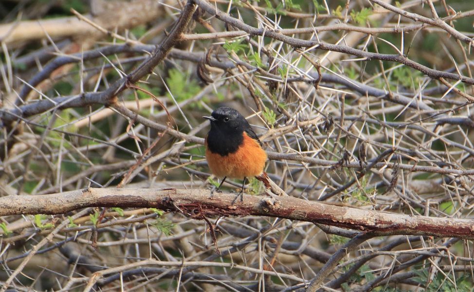 Birdwatching at Aranya Gir Resort: A Paradise for Nature & Wildlife Lovers Part-2