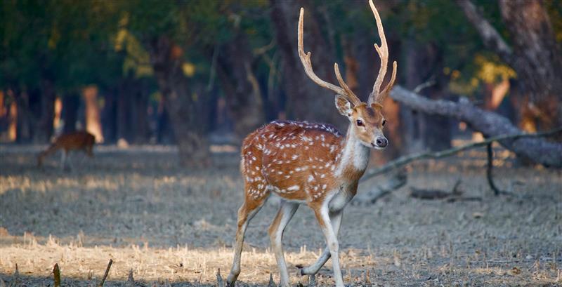 Nature, Wildlife & Comfort: The Ideal Gir Stay Experience