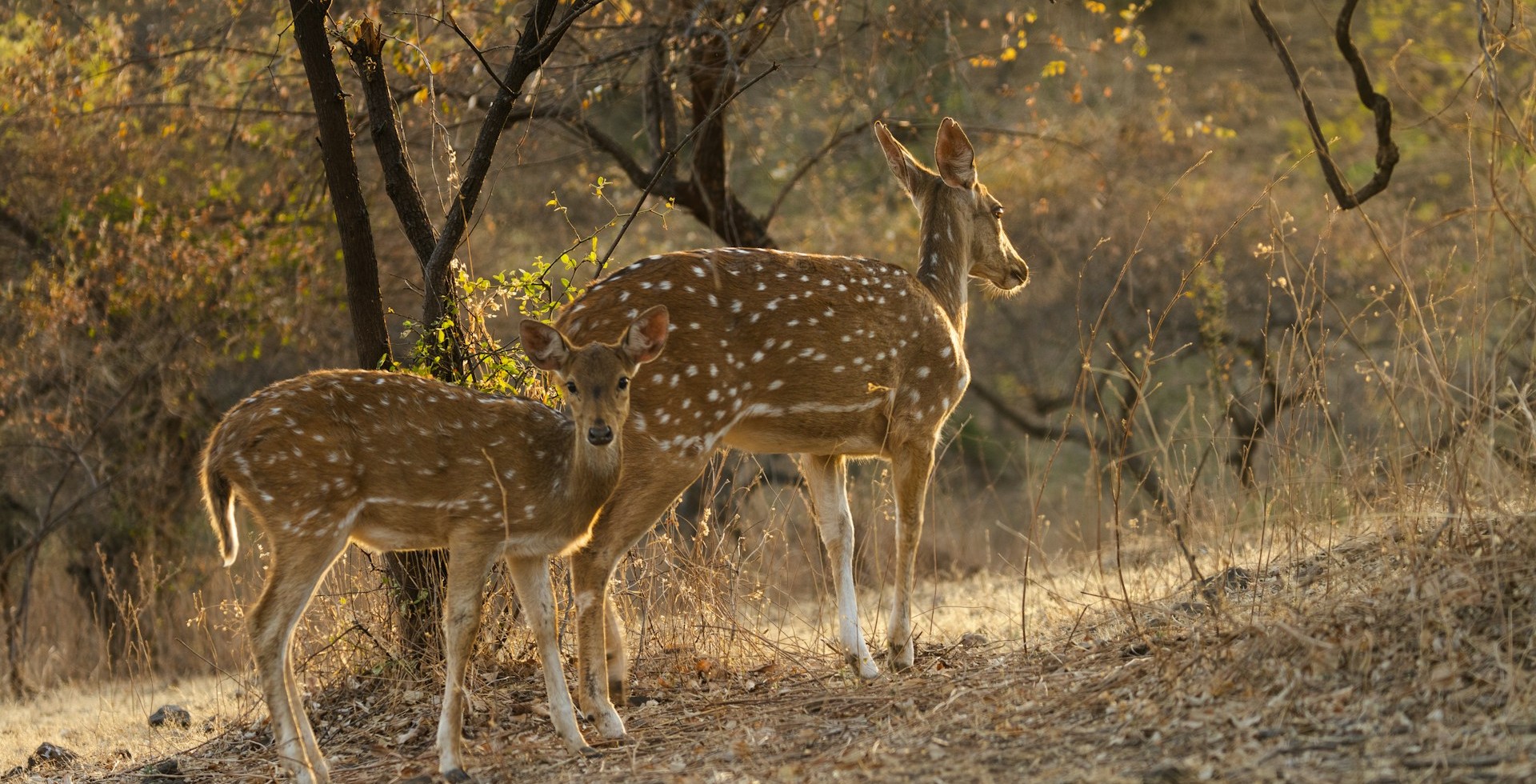 Nature Escapes: Why Urban Travelers Need a Forest Break
