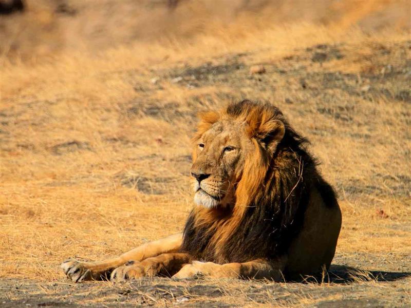 How Nature Resorts in Sasan Gir Preserve the Local Ecosystem?