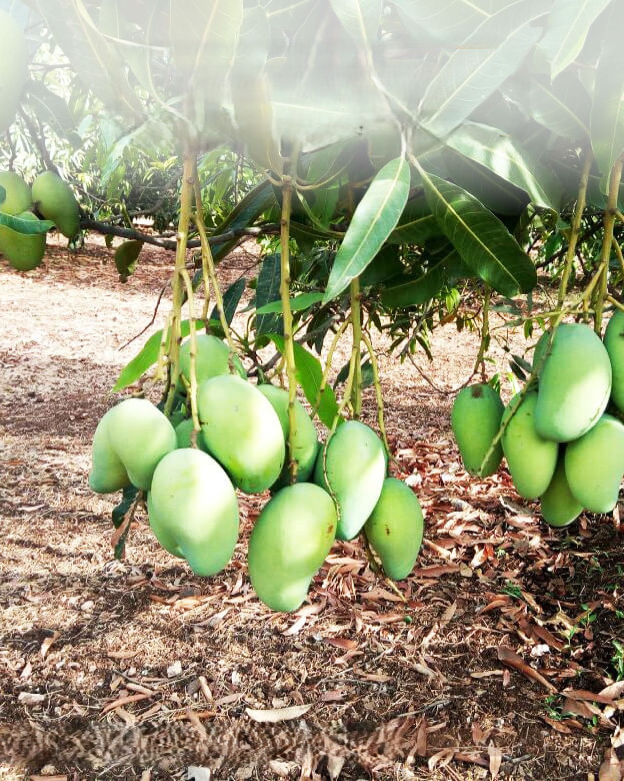 Talala Kesar Keri vs. Other Mango Varieties: What Makes It Unique? 