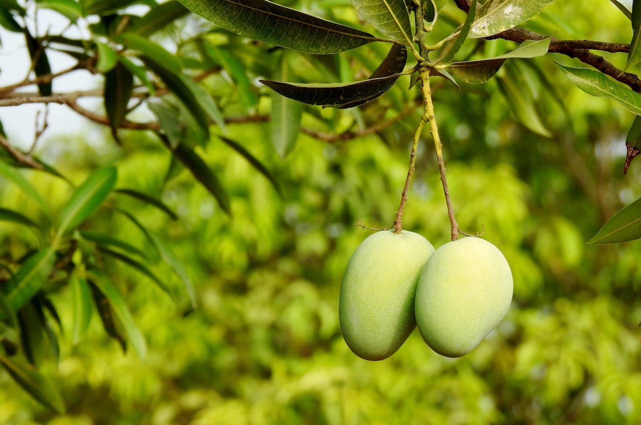 Experience Farm-Fresh Kesar Mangoes at a Nature Resort in Gir