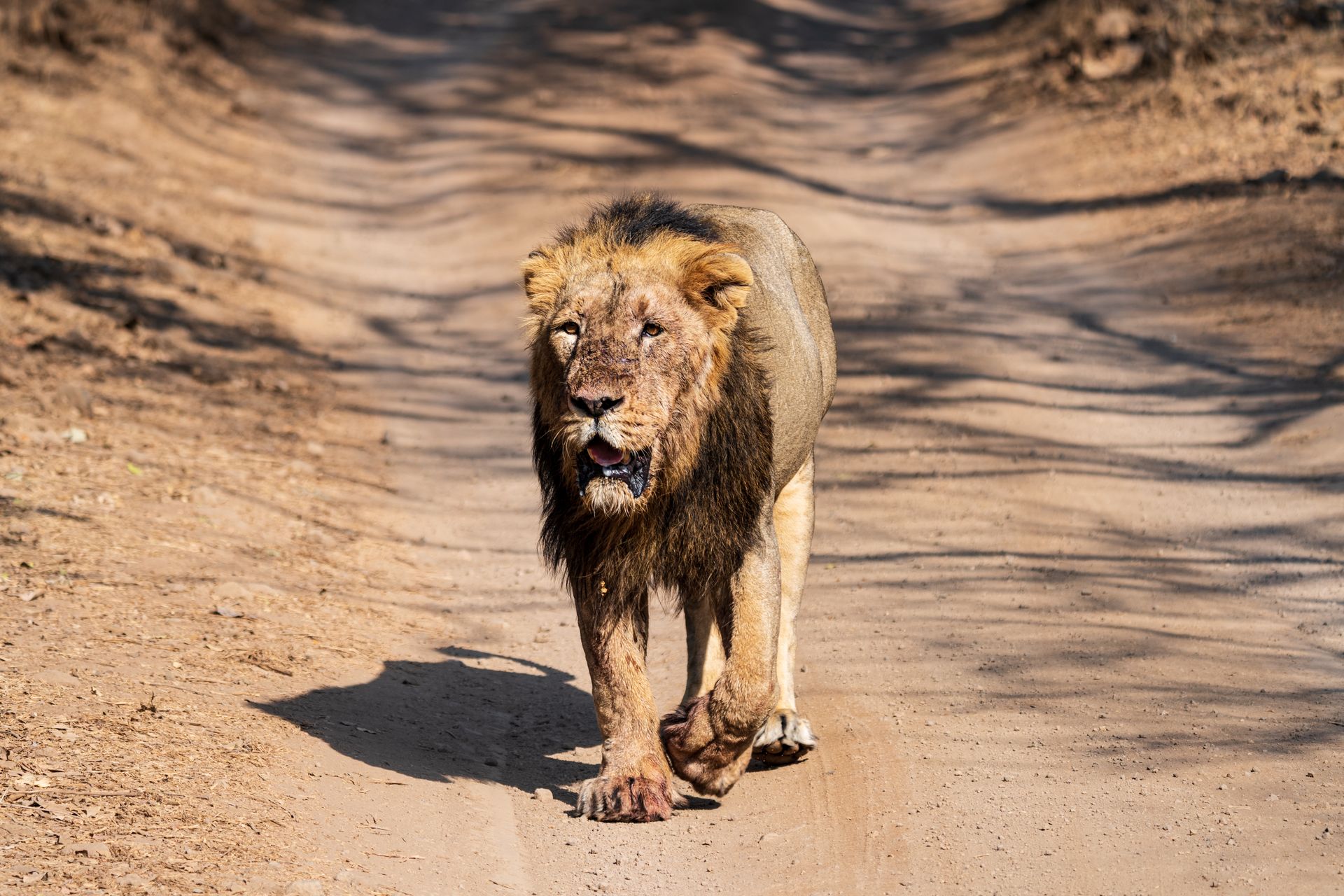 The Complete Guide to Spotting Asiatic Lions in Gir National Park