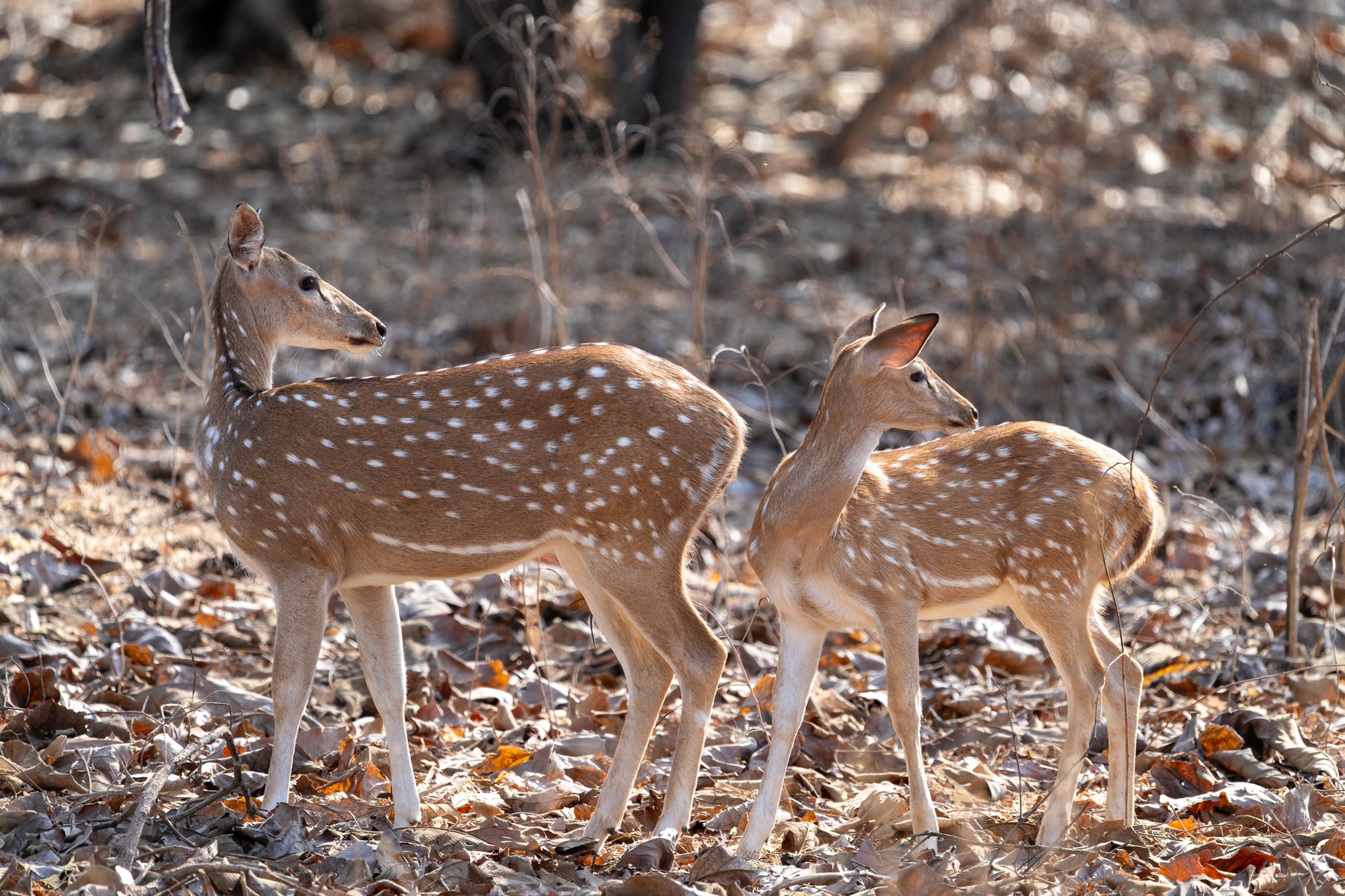 Why Gir National Park Should Be on Every Nature Lover’s Bucket List
