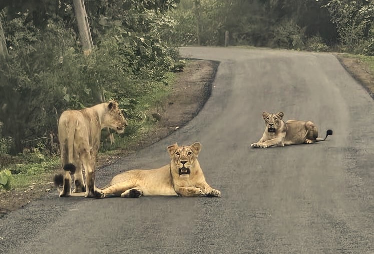 Beyond the Asiatic Lion: Wildlife You Can Discover in Gir