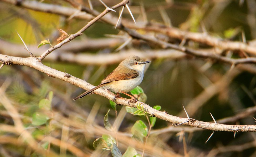 Birdwatching at Aranya Gir Resort: A Paradise for Nature & Wildlife Lovers Part-1
