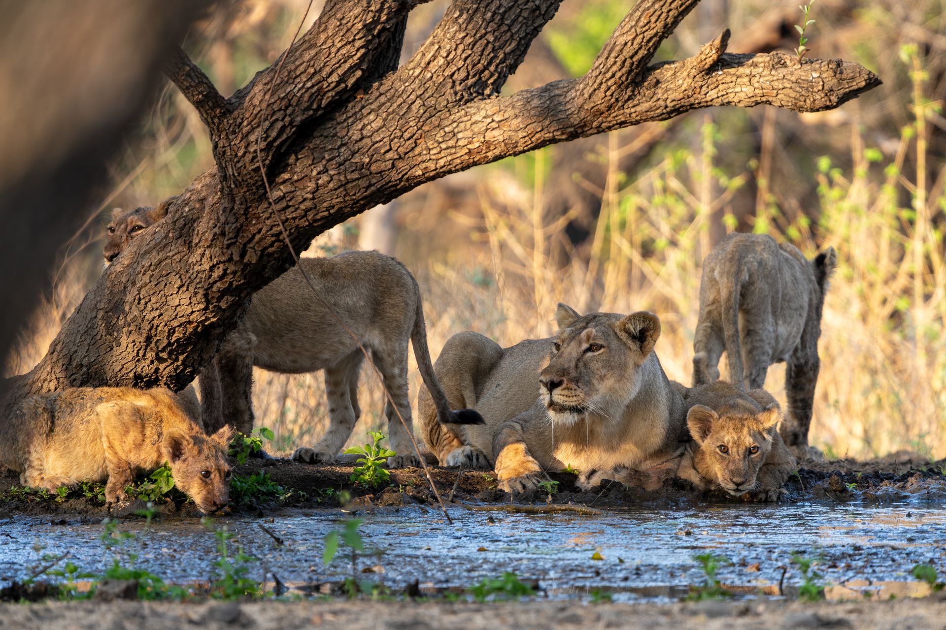 Why Gir is One of India's Most Unique Wildlife Destinations
