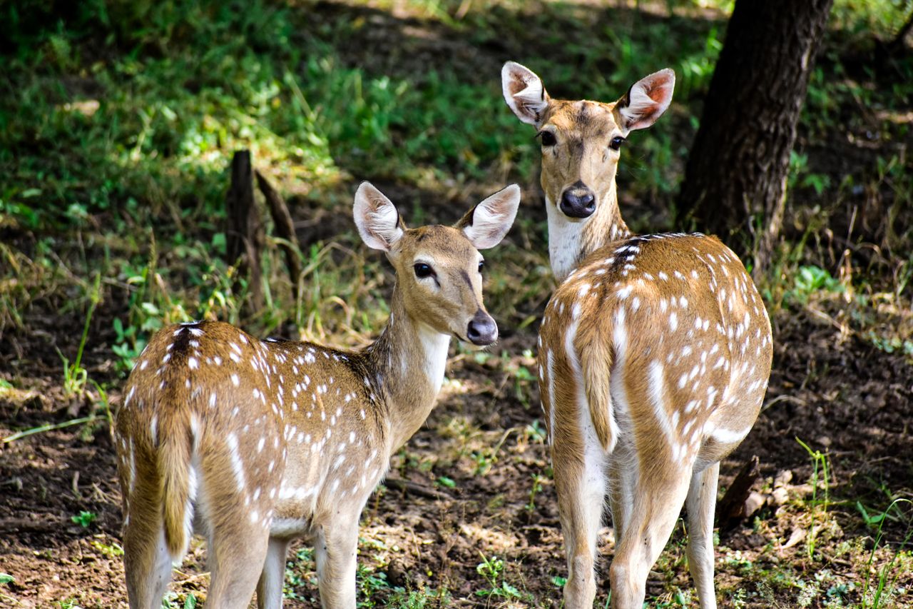 Digital Detox Vacations in Gir: Why Travelers Are Choosing Nature