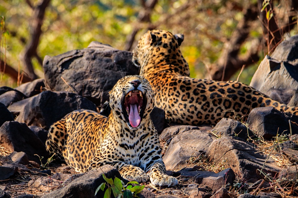Leopards of Gir: The Unsung Predators You're Missing on Your Safari