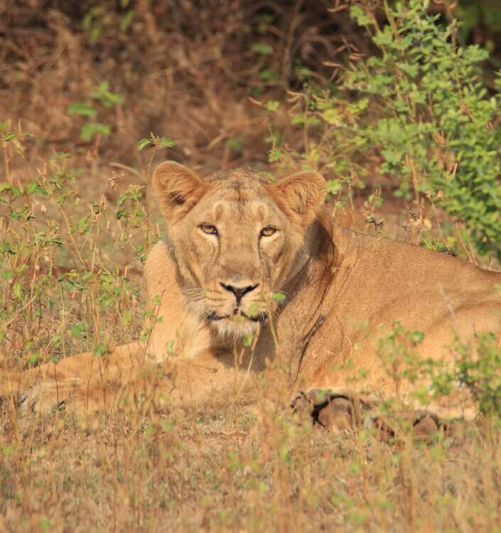 Aranya Gir Lion Resort