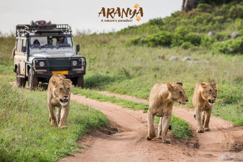 How To Spot Asiatic Lions In Gir National Park