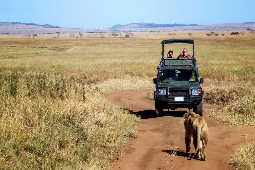 How To Spot Asiatic Lions In Gir National Park